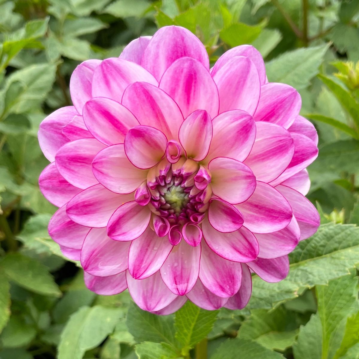Dahlia- Betty (Tuber)
